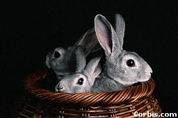 rabbits-in-basket.jpg (9030 bytes)