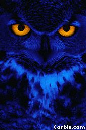 eyes-owl.jpg (10517 bytes)