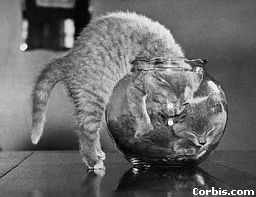 Kittens in Fish Bowl