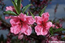 nectarine-blossom.jpg (12886 bytes)