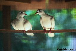 pair-of-doves.jpg (8963 bytes)
