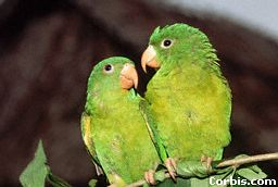 pair-parrotlets.jpg (10386 bytes)