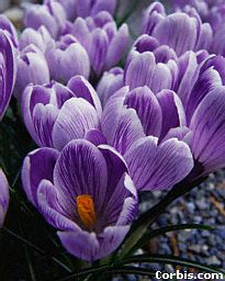 purple-flowers.jpg (16509 bytes)