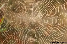 spider-web.jpg (16076 bytes)