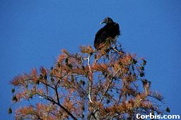 vulture-tree.jpg (10929 bytes)